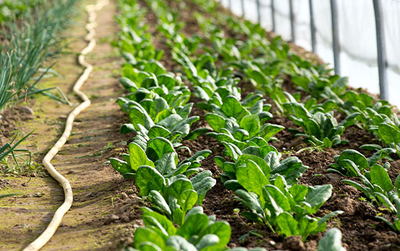 Sustainability